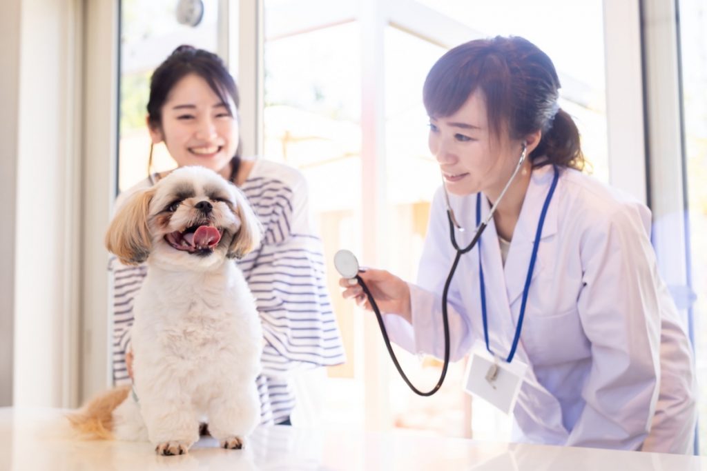 愛犬の病気の治療で動物病院に通っています